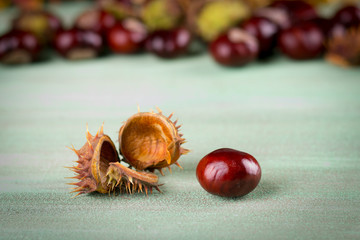 fruit brown chestnuts, chestnuts in a peel on a wooden turquoise