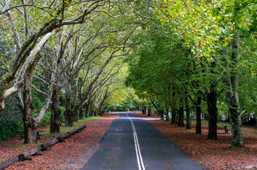 Australian rural road in autumn