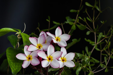pink yellow flower plumeria bunch with nature plant on black bac