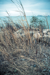 Obraz premium beach with weeds at sunset