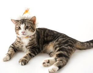 cat with party hat