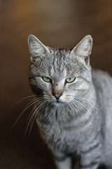 A sad portrait of a striped cat. Cat with green eyes.