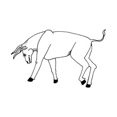 Obraz premium hand draw a bull style sketch