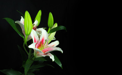  lily flower on black background - 96643744