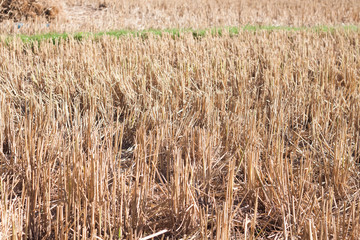 Harvested rice in rice field in Thailand