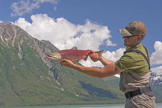 Fisherman Holding a Sockeye Salmon