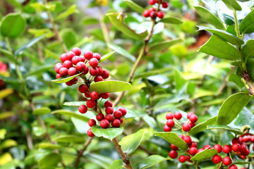 Obraz premium Holly tree