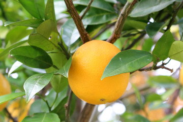 Navel Orange　tree