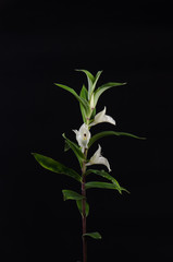 Fototapeta na wymiar Terrestrial orchid, Brachycorythis henri, native specie terrestr