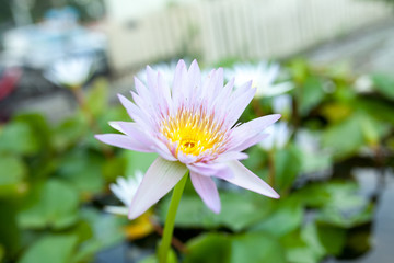 Obraz premium close up white lotus in the pool