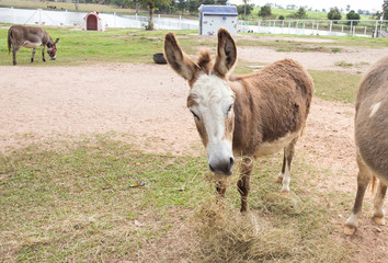 donkey eating grass in  farm