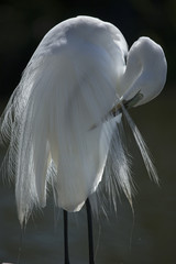 Egret preening its breeding plumage in a Florida swamp.