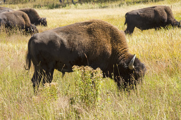 Bison grazing, one close, four far, Hayden Valley, Yellowstone National Park, Wyoming.