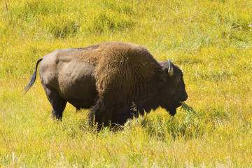 Single bison, standing with plants in its mouth, in Hayden Valley of Yellowstone National Park, Wyoming.