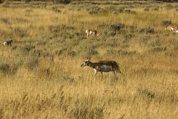 Fototapeta premium Herd of pronghorns, with one close, in late summer, grazing in an open field in Jackson Hole, Wyoming.
