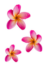 Fototapeta na wymiar (With clipping path) Isolated beautiful sweet pink flower plumer
