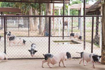 small pigs in the farm