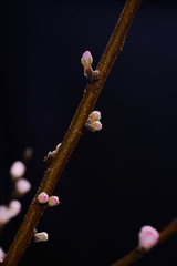 Black background with branch pink spring bud
