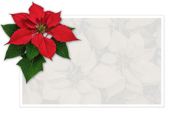 Christmas greeting card poinsettia decoration with copy space