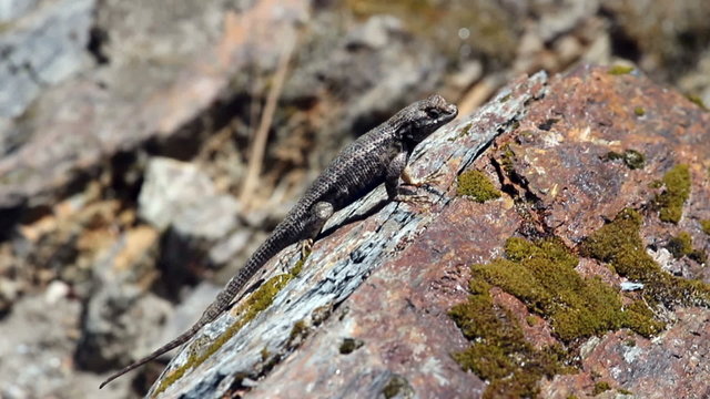 Tight Shot Lizard On Rock Looking Around

