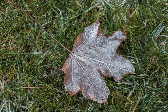 Leaf in grass with frost.