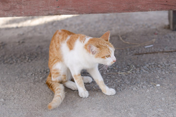 Fototapeta premium Lovely yellow cat.