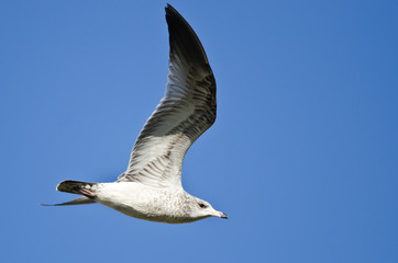 Ring-Billed Gull Flying in a Blue Sky