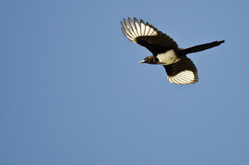 Black-billed Magpie Flying in a Blue Sky
