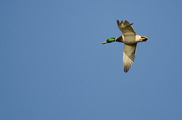 Mallard Duck Flying in a Blue Sky with a Tattered Wing