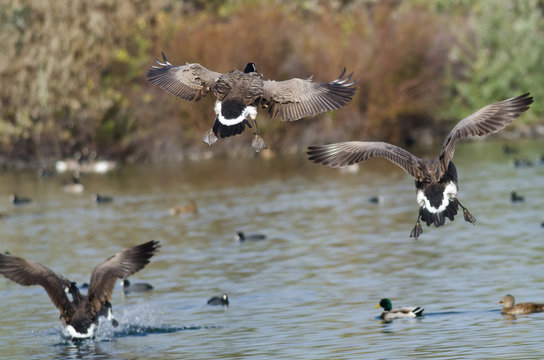 Two Canada Geese Coming in for a Landing in the Water