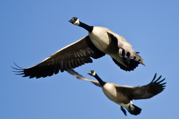 Two Canada Geese Flying in a Blue Sky