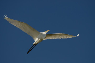 Great Egret Flying in a Blue Sky
