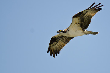Lone Osprey Flying in a Blue Sky