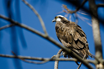 Osprey Perched High in the Tree