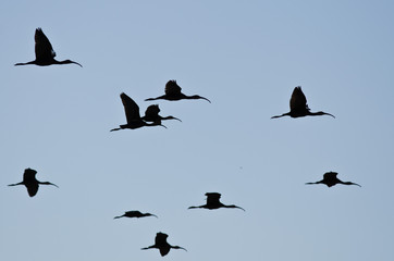 Flock of Silhouetted White-Faced Ibis Flying in a Blue Sky