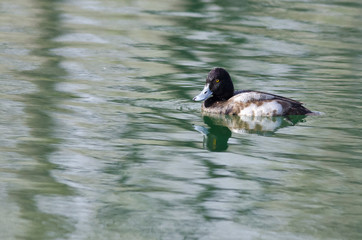 Male Scaup Swimming in the Green Pond