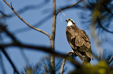 Osprey Perched High in the Tree