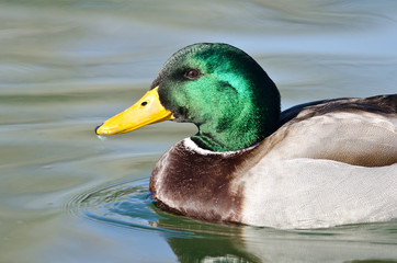 Close Up of Male Mallard Duck Profile