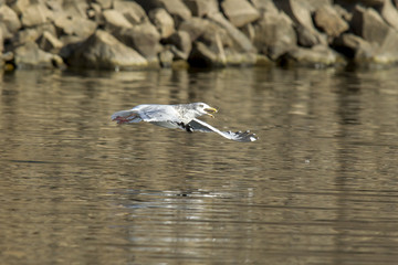 Seagull soars just above water with fish in beak.
