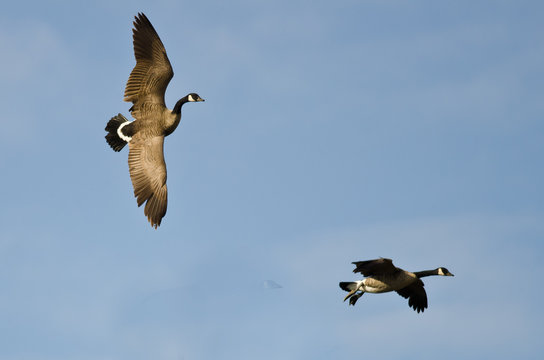 Two Canada Geese Coming In for a Landing