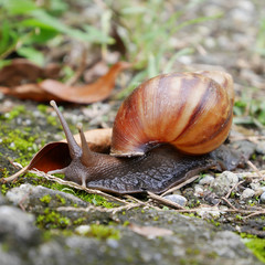 The snail crawling on ground in a garden.
