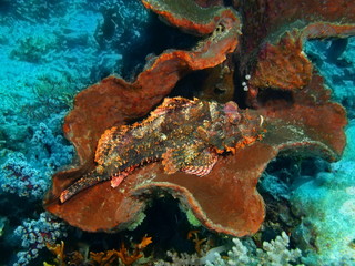 Scorpionfish, Island Bali