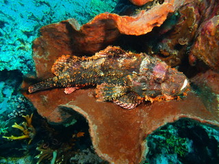 Scorpionfish, Island Bali