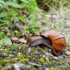 The snail crawling on ground in a garden.