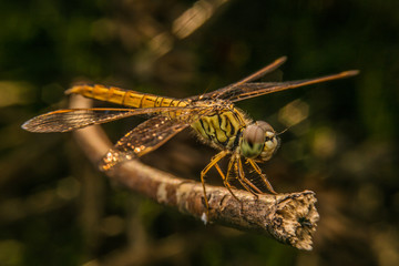 beautiful dragonfly