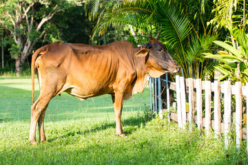 cow in grass filed