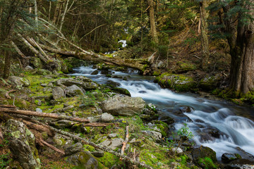 beautiful waterfall in beech forest