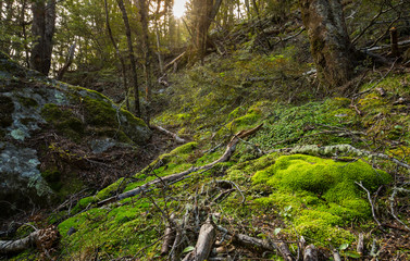 moss floor in beech forest
