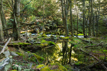 Fototapeta premium beech forest