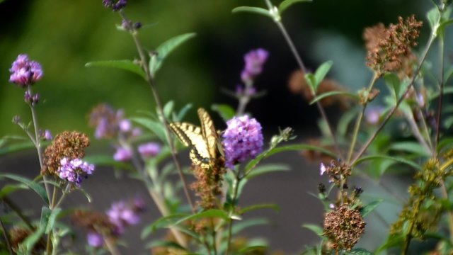 schwalbenschwanz schmetterling bei flieder im garten
